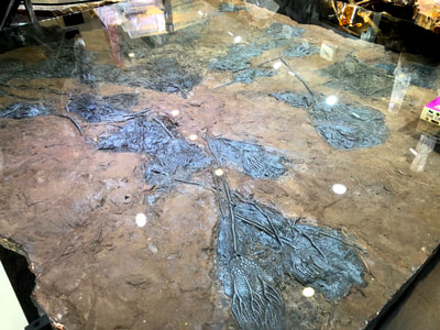 Pirate Gold Coins: Treasures of the Jurassic - Crinoid Glass Table 5