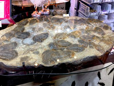 Trilobite Glass Table | Dinosaur Bones 2