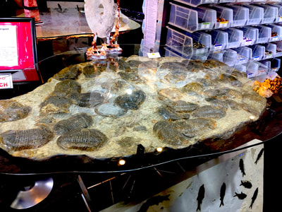 Trilobite Glass Table | Dinosaur Bones 3