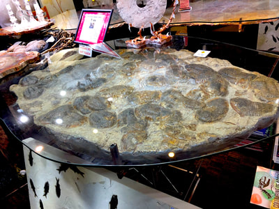 Trilobite Glass Table | Dinosaur Bones 7