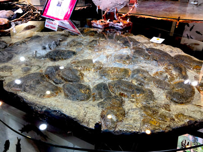 Trilobite Glass Table | Dinosaur Bones 4