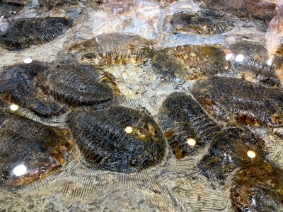 Trilobite Glass Table | Dinosaur Bones 5