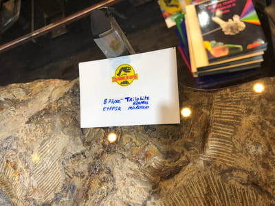 Trilobite Glass Table | Dinosaur Bones 6