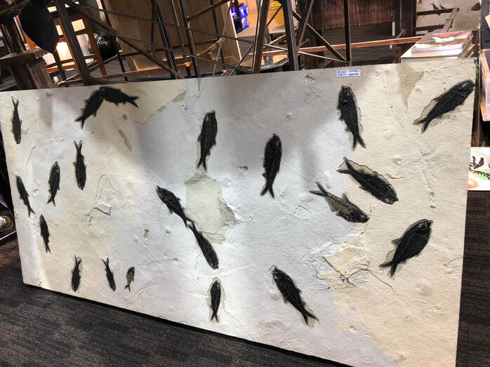 Fish Fossils | Dinosaur Bones 6