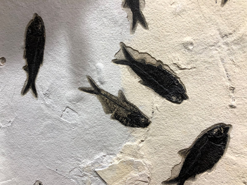 Fish Fossil Wall | Dinosaur Bones 5