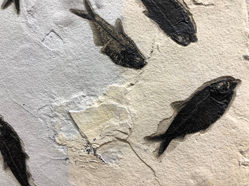 Fish Fossil Wall | Dinosaur Bones 6