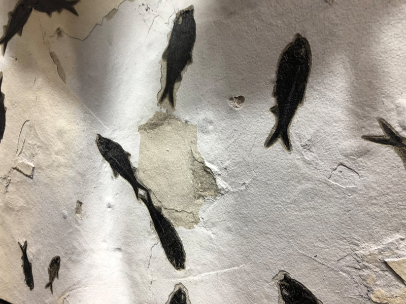 Fish Fossil Wall | Dinosaur Bones 7