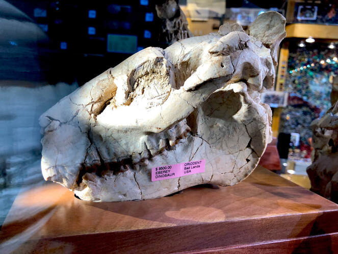 Oreodont Skulls | Dinosaur Bones 3