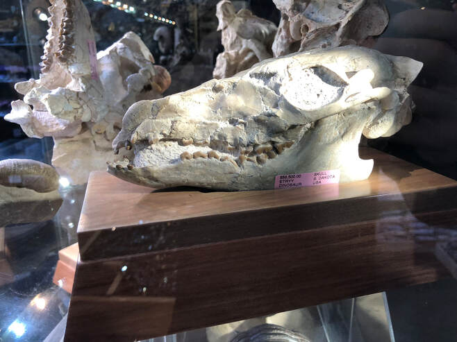 Oreodont Skulls | Dinosaur Bones 7