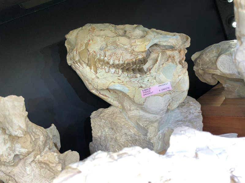 Pirate Gold Coins: Treasures of the Jurassic - Oreodont Skull 2