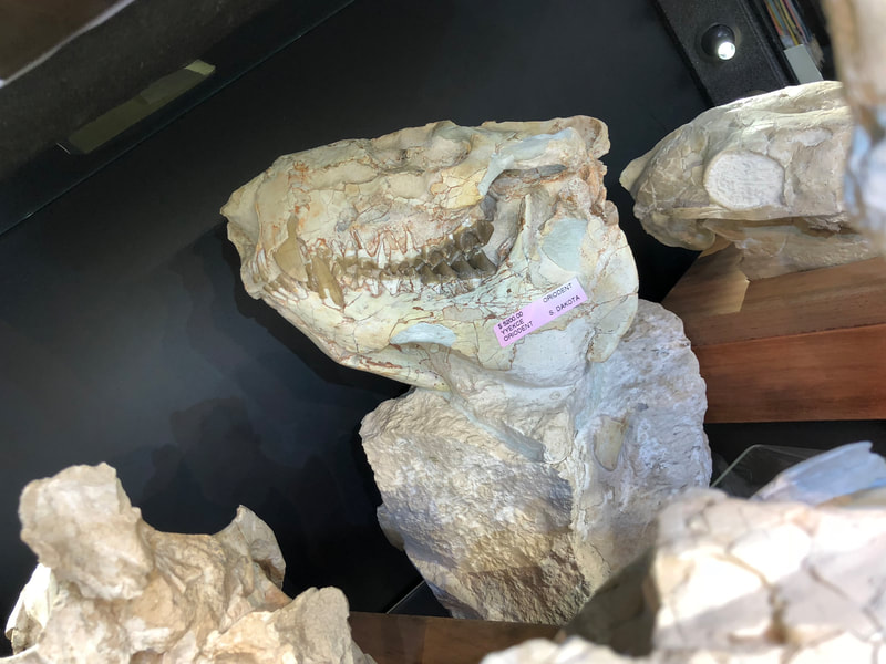 Pirate Gold Coins: Treasures of the Jurassic - Oreodont Skull 4