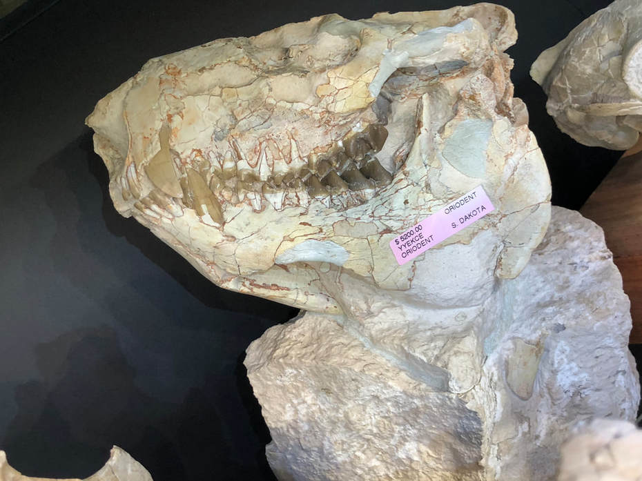 Pirate Gold Coins: Treasures of the Jurassic - Oreodont Skull