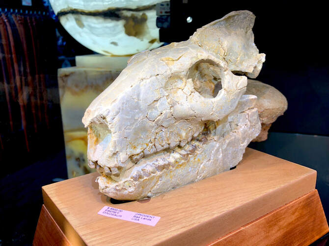 Oreodont Skulls | Dinosaur Bones 5