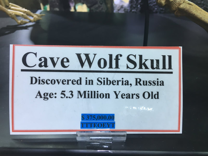 Pirate Gold Coins: Treasures of the Jurassic - Cave Wolf Skeleton 3