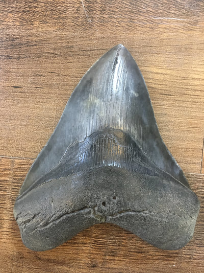 Megalodon Tooth | Dinosaur Bones 2