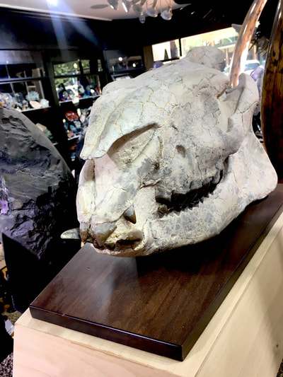 Oreodont Skull Large | Dinosaur Bones 3