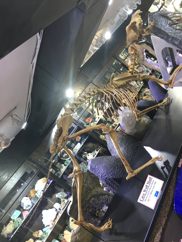 Pirate Gold Coins: Treasures of the Jurassic - Cave Wolf Skeleton 4