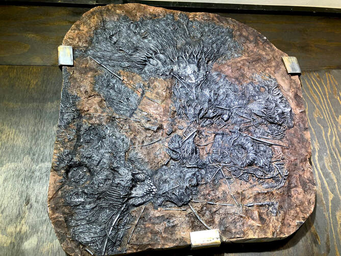 Crinoid Fossils | Dinosaur Bones 6