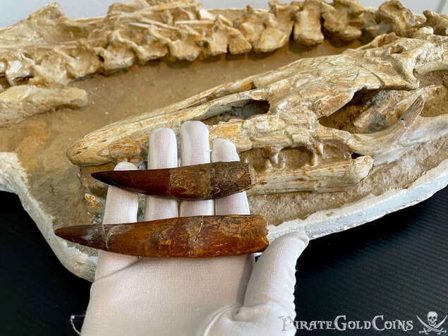 (2) Plesiosaur Teeth Dinosaur Fossil Pirate Gold Coins Jurassic Treasures