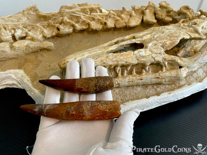 (2) Plesiosaur Teeth Dinosaur Fossil Pirate Gold Coins Jurassic Treasures 2