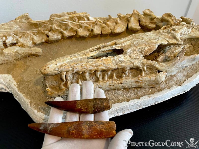 (2) Plesiosaur Teeth Dinosaur Fossil Pirate Gold Coins Jurassic Treasures 3
