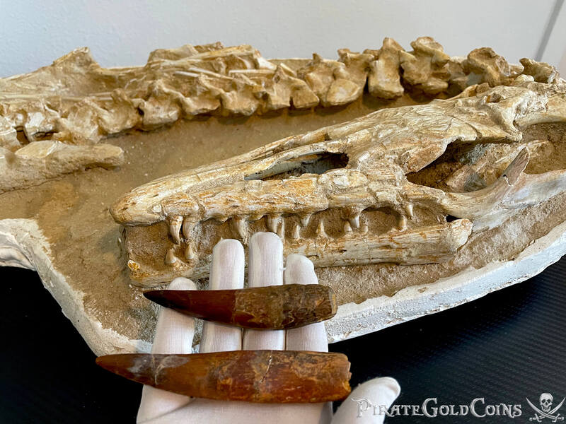 (2) Plesiosaur Teeth Dinosaur Fossil Pirate Gold Coins Jurassic Treasures 4