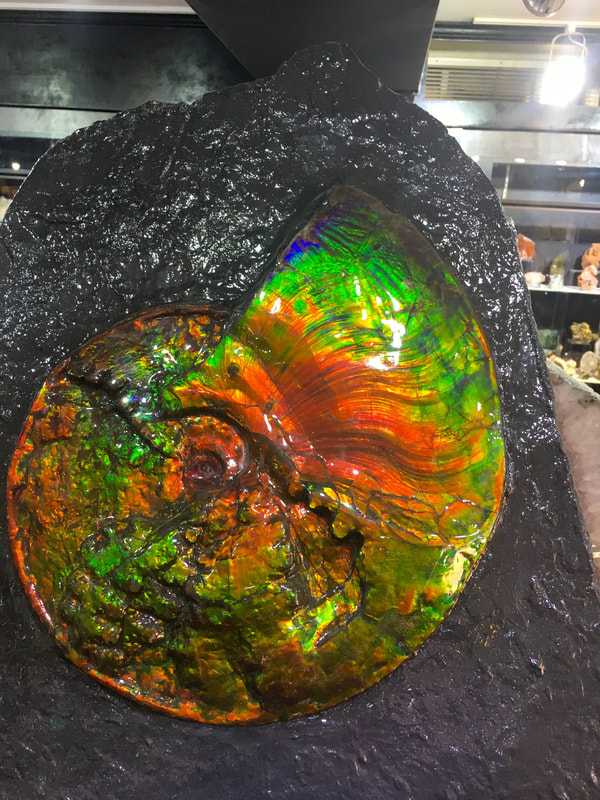 Very Colorful Ammolite: Opalized Ammonite