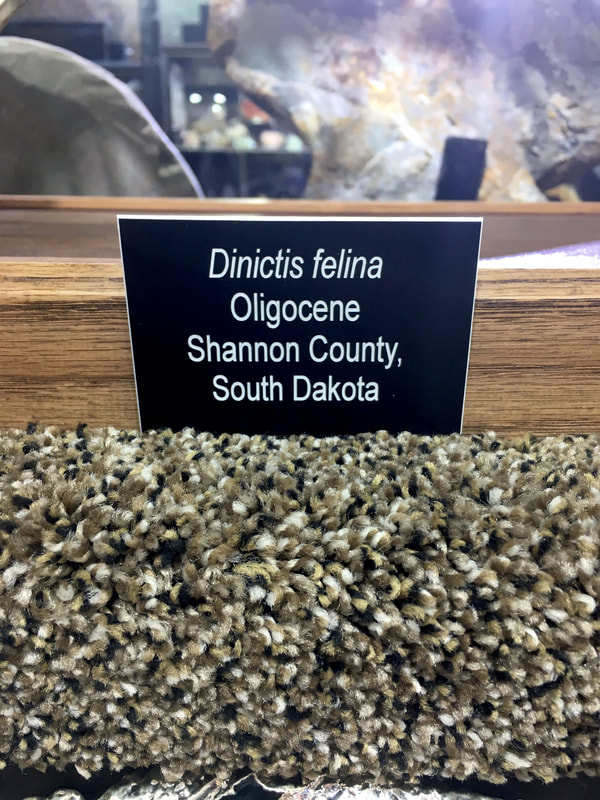 Pirate Gold Coins: Treasures of the Jurassic - False Saber Tooth 2