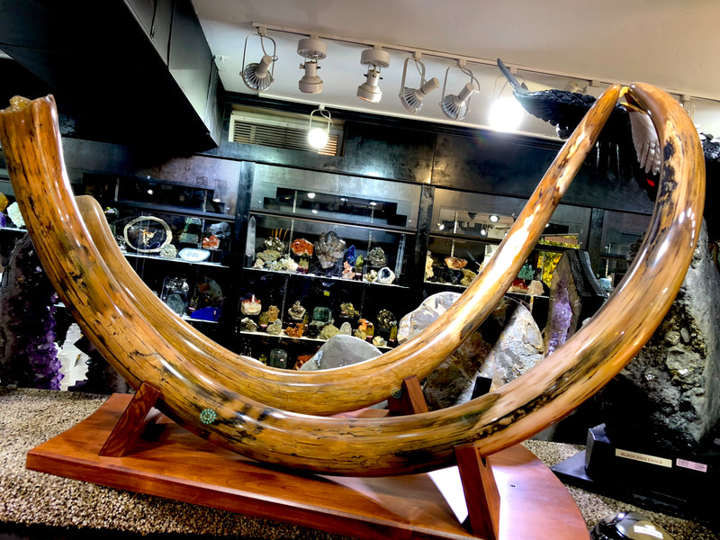 Woolley Mammoth Tusk Pair | Dinosaur Bones 3