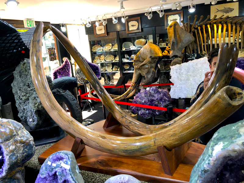 Woolley Mammoth Tusk Pair | Dinosaur Bones 4