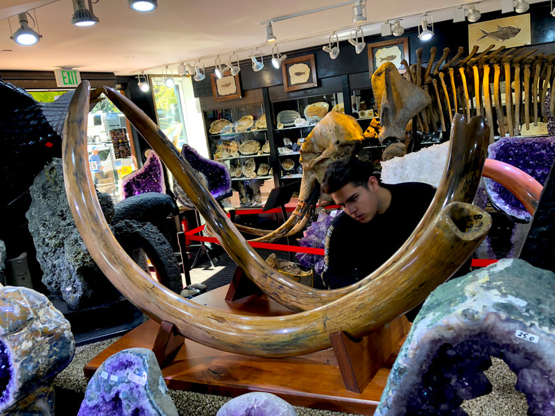 Woolley Mammoth Tusk Pair | Dinosaur Bones 5