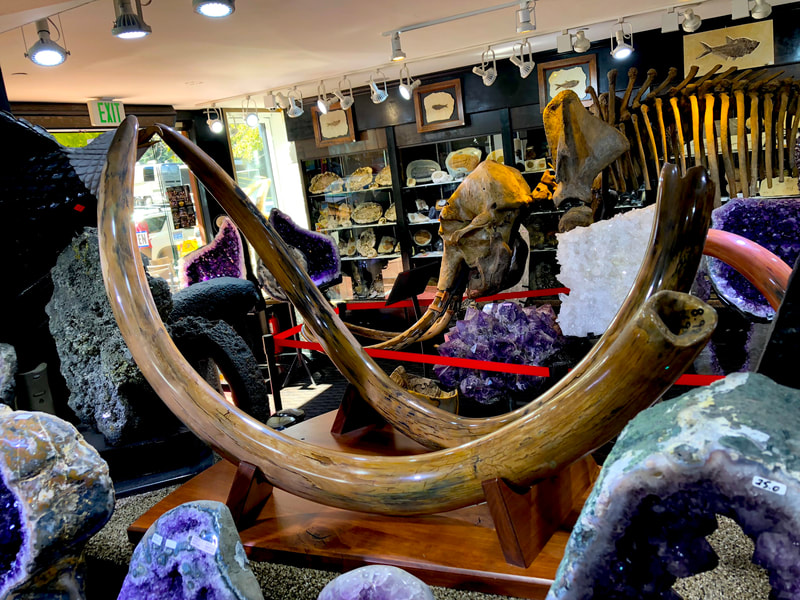 Woolley Mammoth Tusk Pair | Dinosaur Bones 6