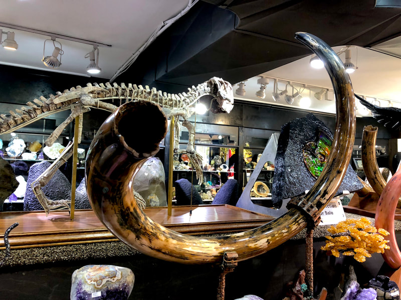 Woolley Mammoth Tusk | Dinosaur Bones 6