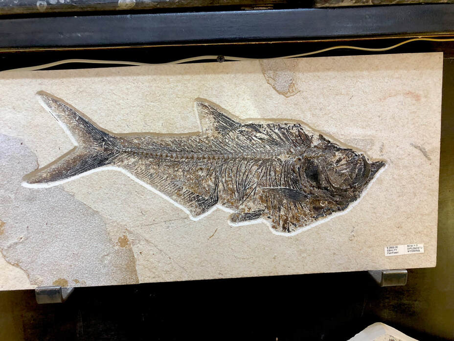 Fish Fossils | Dinosaur Bones 10