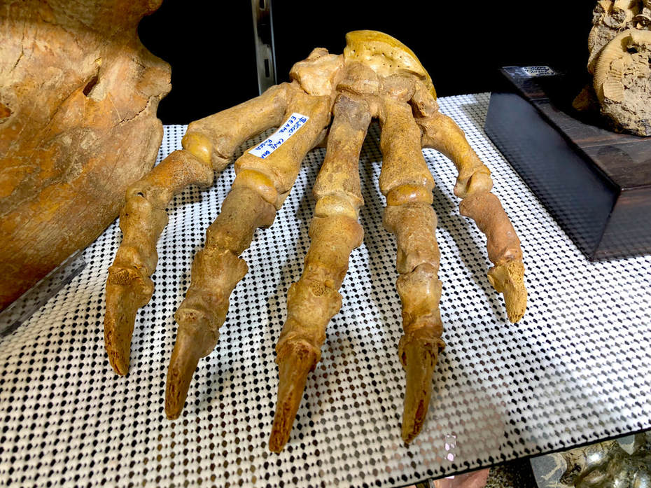 Cave Bear Paw Pirate Gold Coins Treasures of the Jurassic