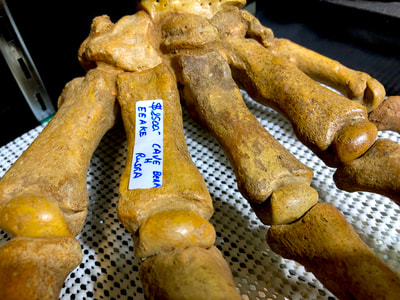 Cave Bear Paw Pirate Gold Coins Treasures of the Jurassic 3