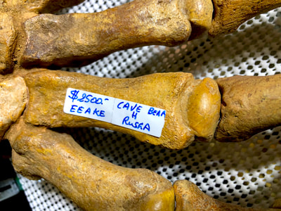 Cave Bear Paw Pirate Gold Coins Treasures of the Jurassic 10