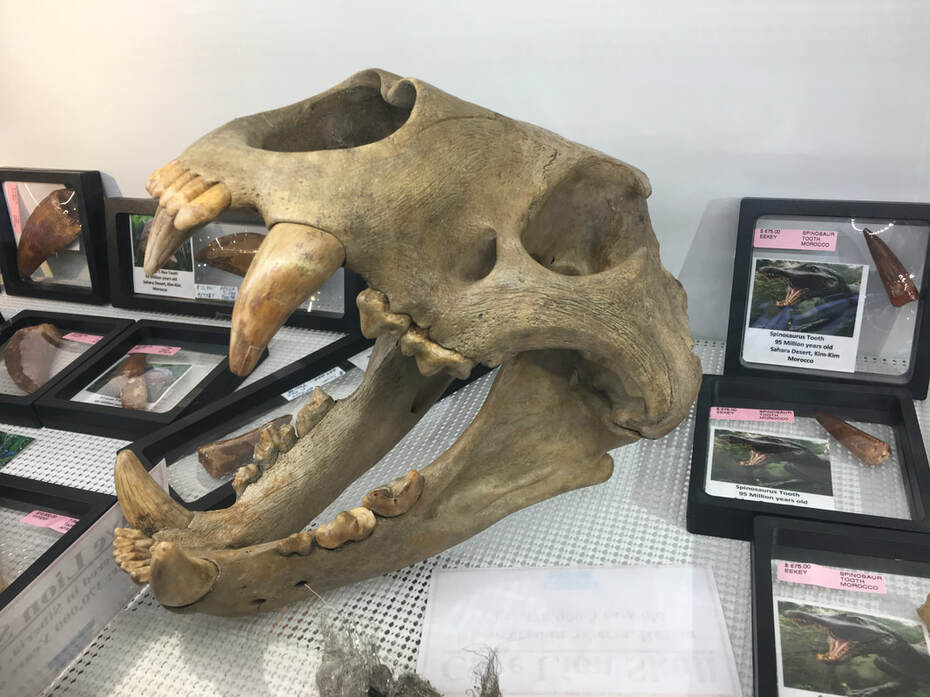 Pirate Gold Coins: Treasures of the Jurassic - Cave Lion Skull