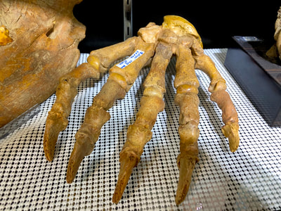 Cave Bear Paw Pirate Gold Coins Treasures of the Jurassic 5