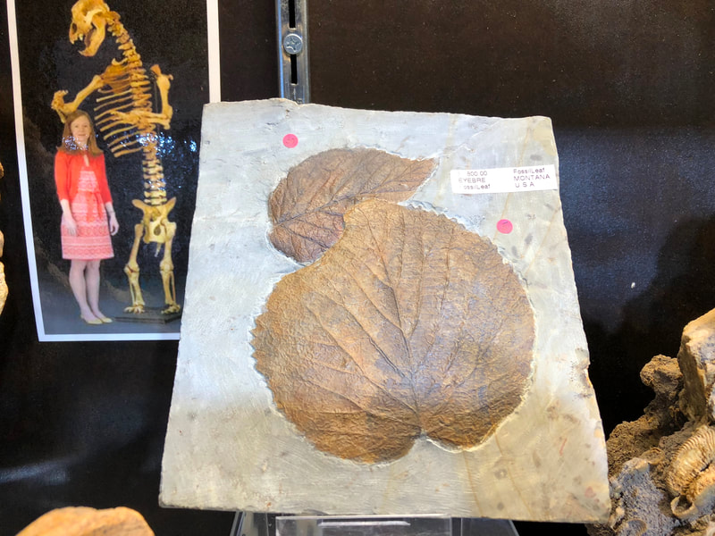 Brittle Star Fossil | Dinosaur Bones 2