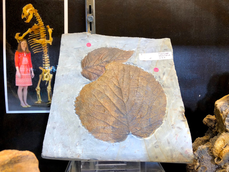 Brittle Star Fossil | Dinosaur Bones