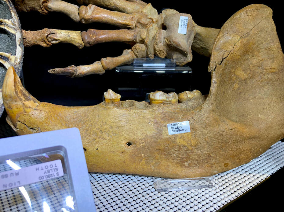 Pirate Gold Coins Treasures of the Jurassic: Cave Bear Jaw