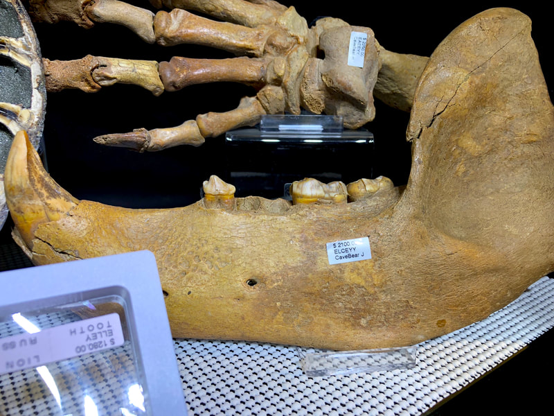 Pirate Gold Coins Treasures of the Jurassic: Cave Bear Jaw 2