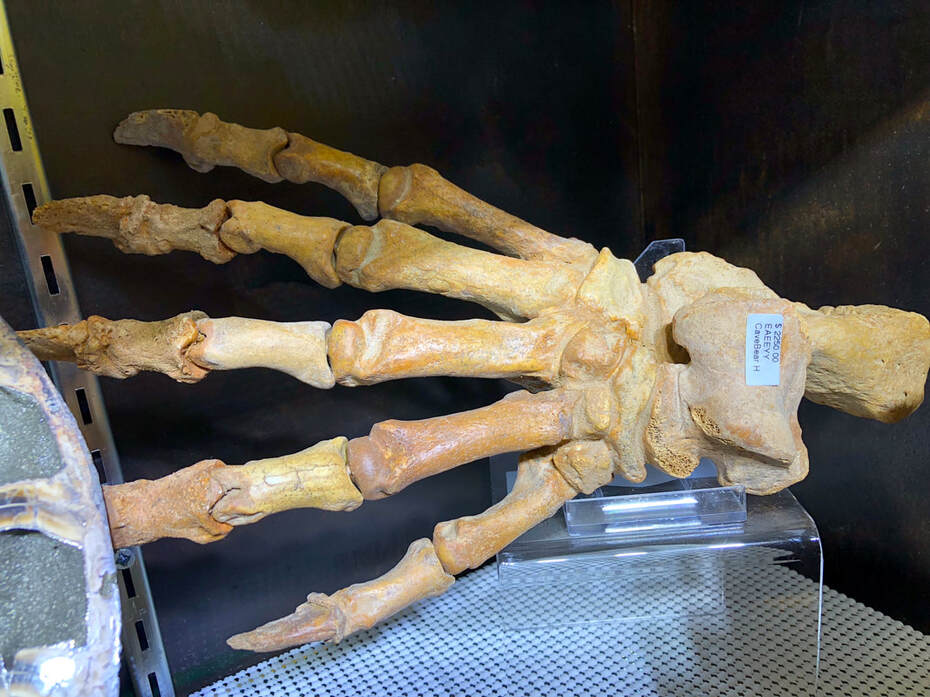 Cave Bear Claw/ Paw Pirate Gold Coins Treasures of the Jurassic