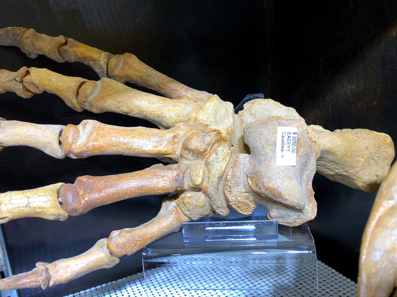 Cave Bear Claw/ Paw Pirate Gold Coins Treasures of the Jurassic 6