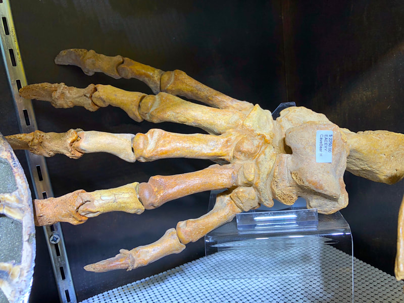 Cave Bear Claw/ Paw Pirate Gold Coins Treasures of the Jurassic 4