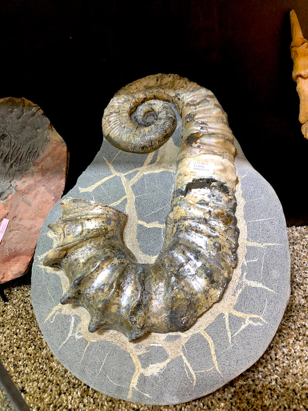 Ammonite | Dinosaur Bones 2