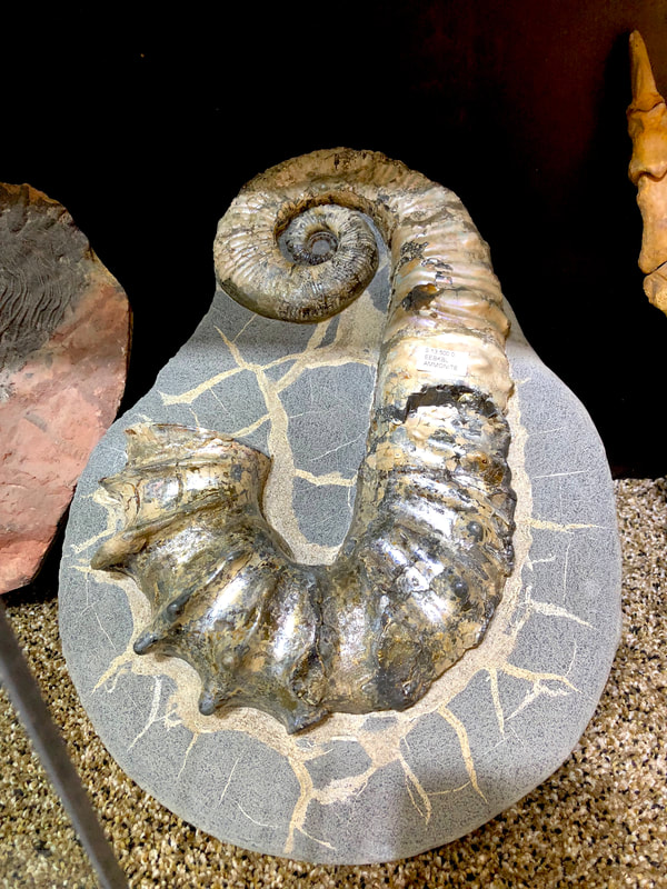 Ammonite | Dinosaur Bones 3