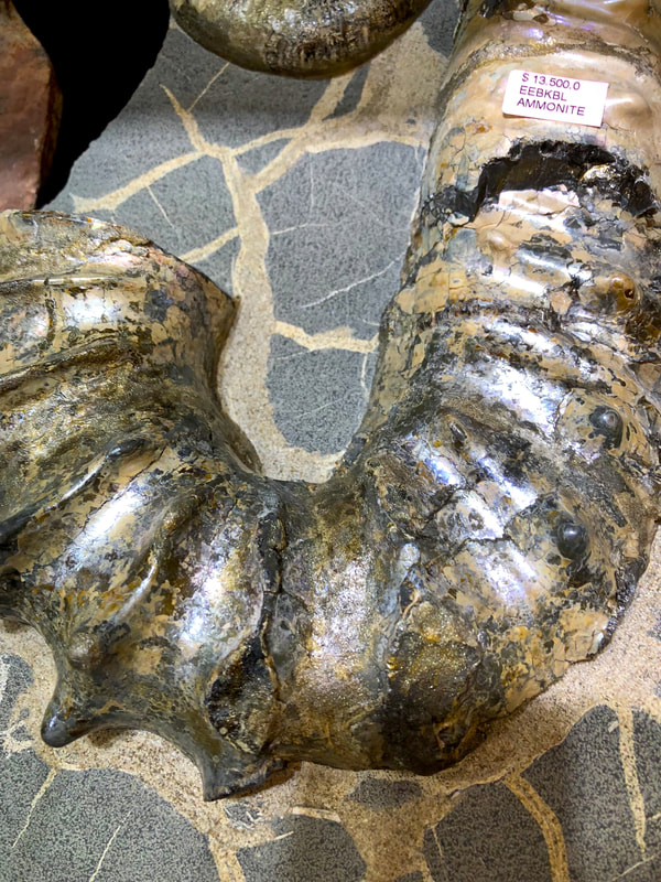 Ammonite | Dinosaur Bones 4