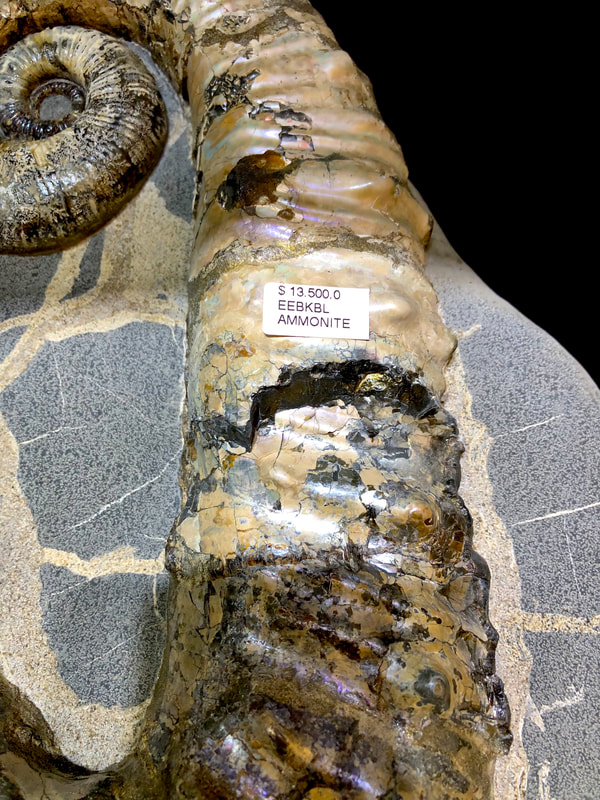 Ammonite | Dinosaur Bones 5